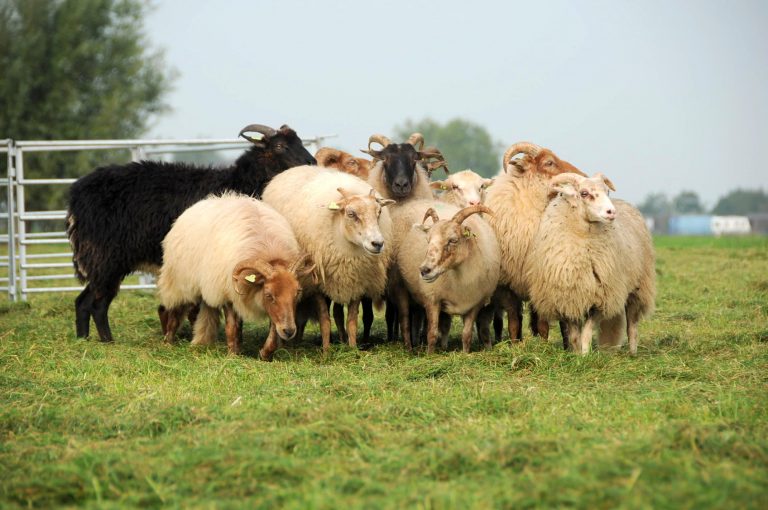 Schaapjes op het droge 