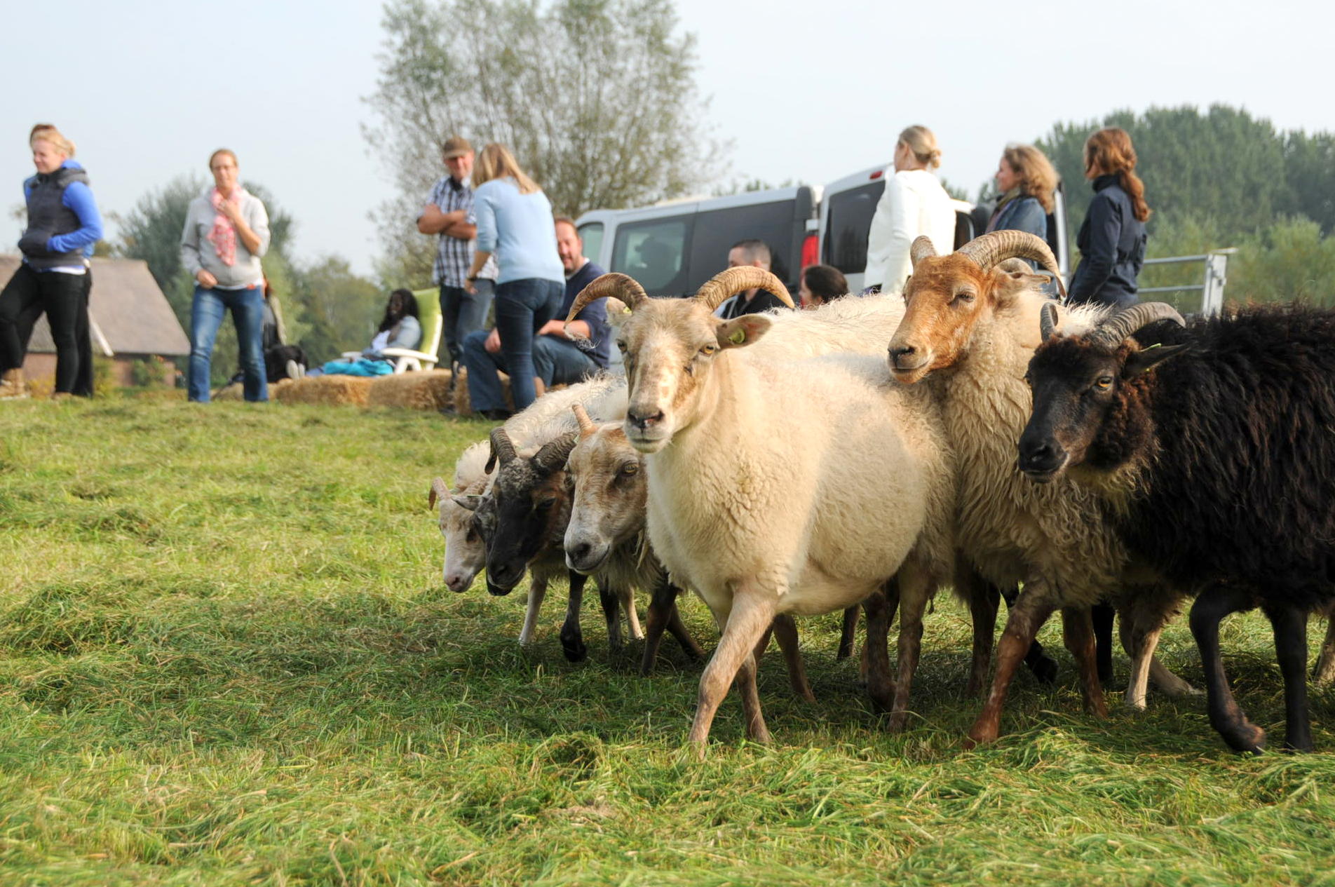 schapen drijven