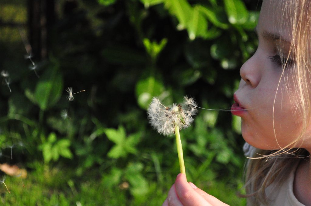 Kind met een paardenbloem bij Boerderij De Boerinn