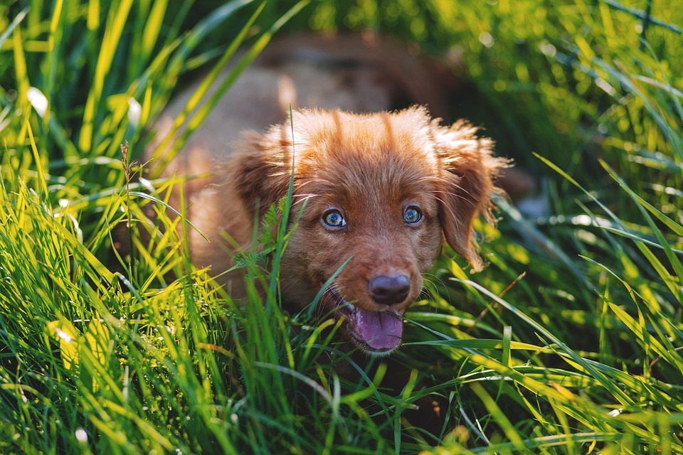 Honden
