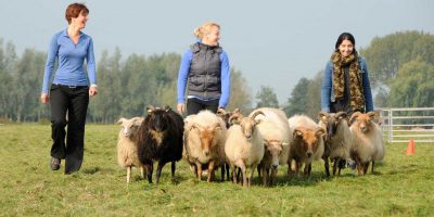 Schapendrijven bij De Boerinn