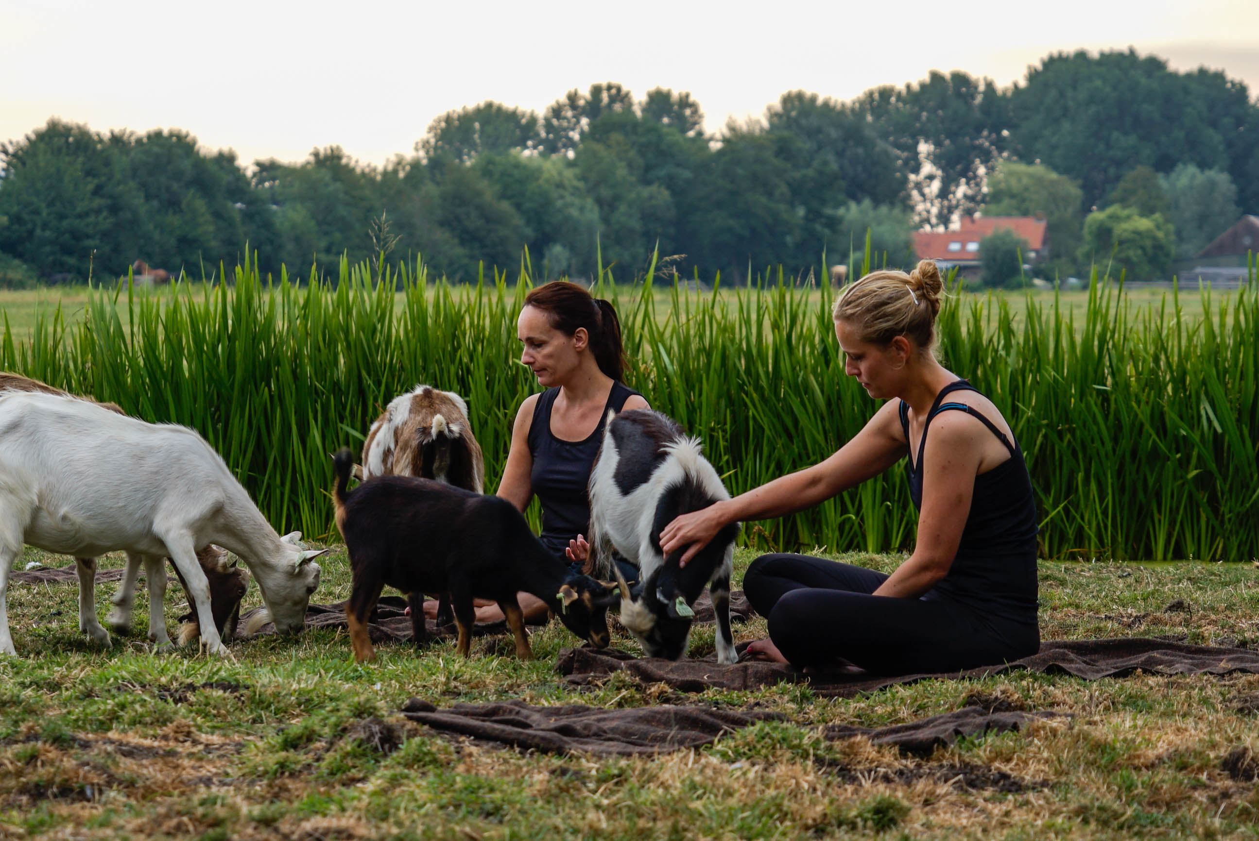 dame in het gras die een geit aait
