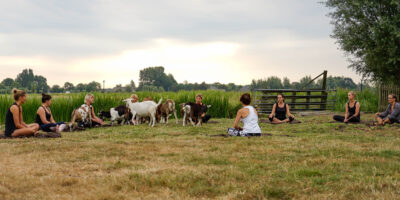 Geitenyoga | Boerderij De Boerinn