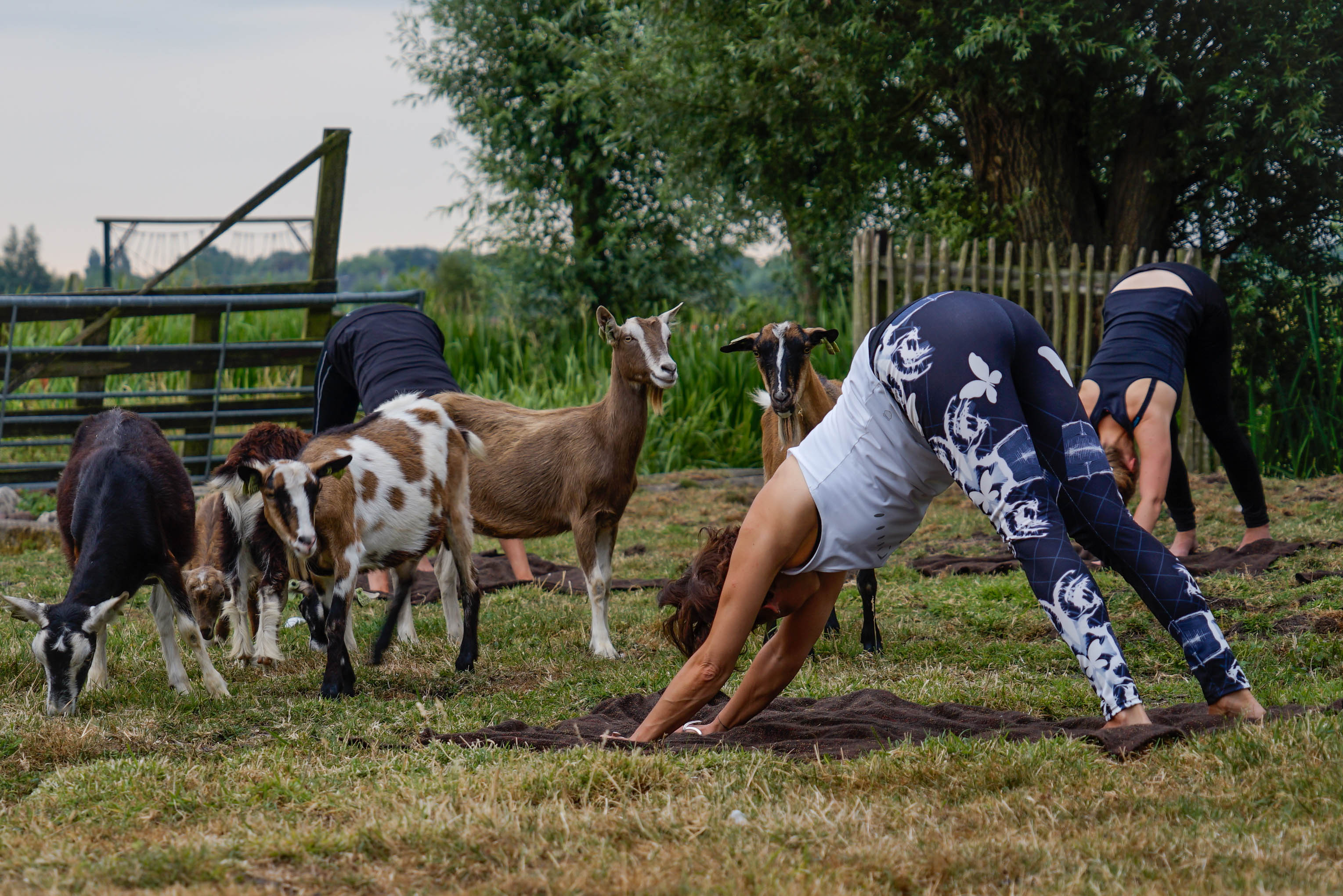 Geitenyoga | Boerderij De Boerinn