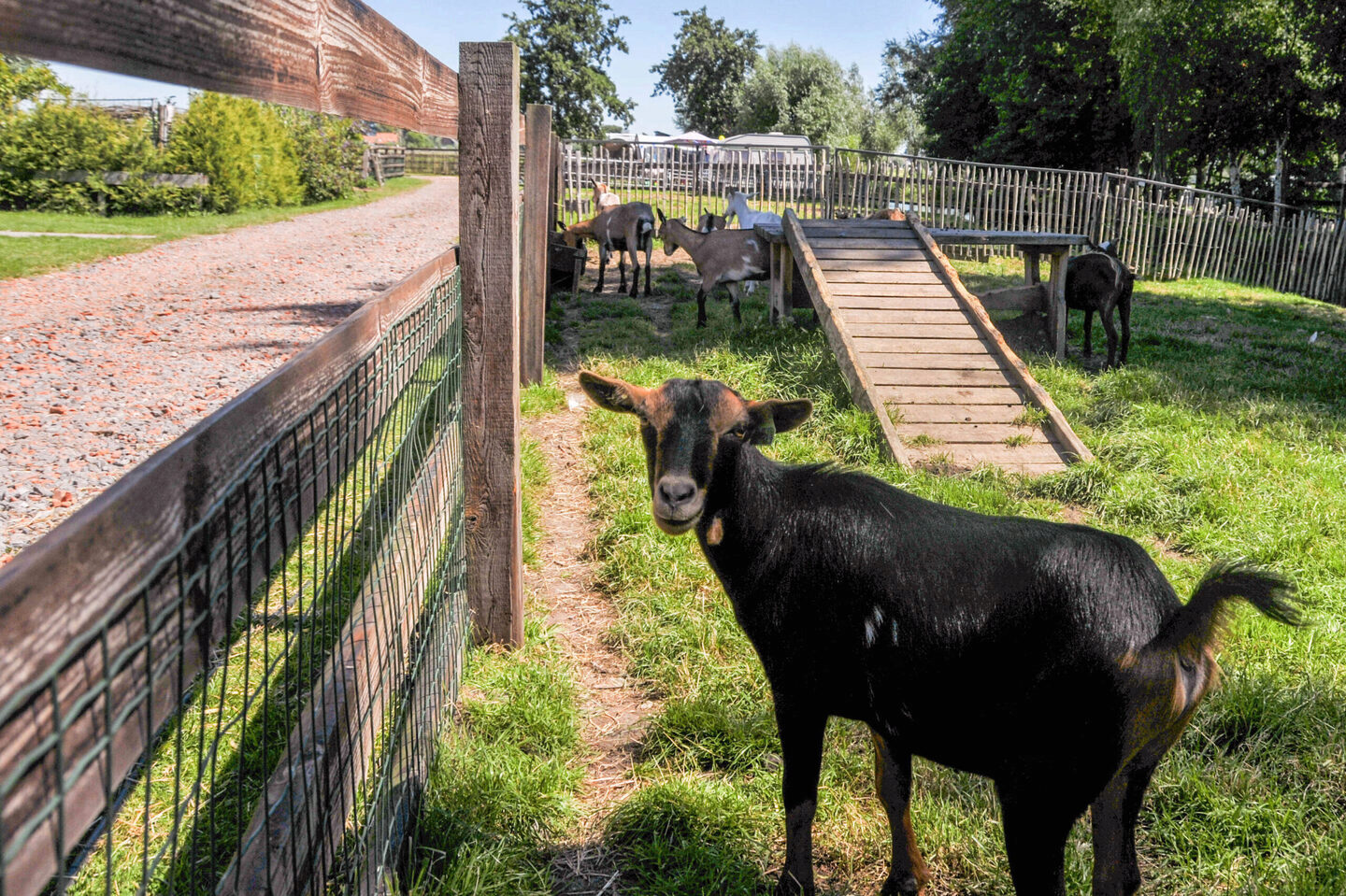 Dieren | Camping de Boerinn