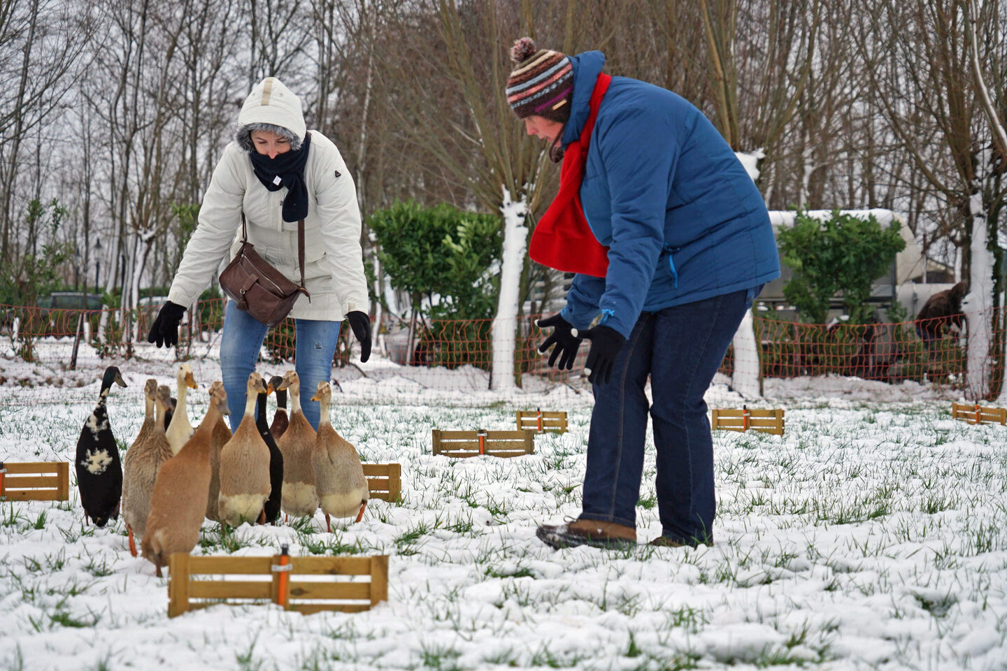 Boeren High Tea Dieren | Boerderij De Boerinn 6