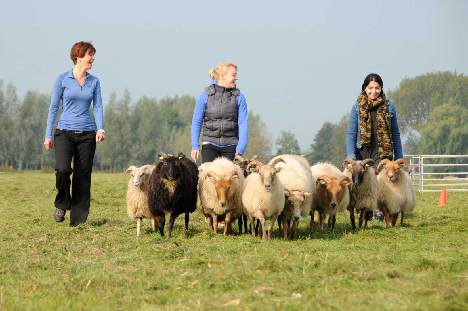 Boeren High Tea Dieren | Boerderij De Boerinn