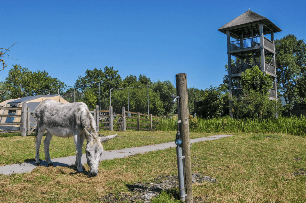 Activiteit boer zoekt foto | Boerderij De Boerinn
