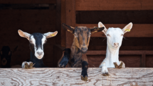Activiteit boer zoekt foto | Boerderij De Boerinn