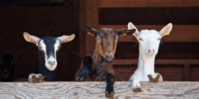 Activiteit boer zoekt foto | Boerderij De Boerinn