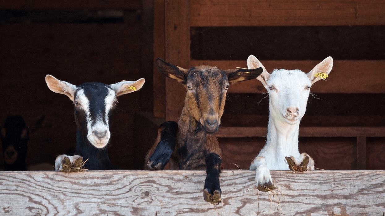 Activiteit boer zoekt foto | Boerderij De Boerinn