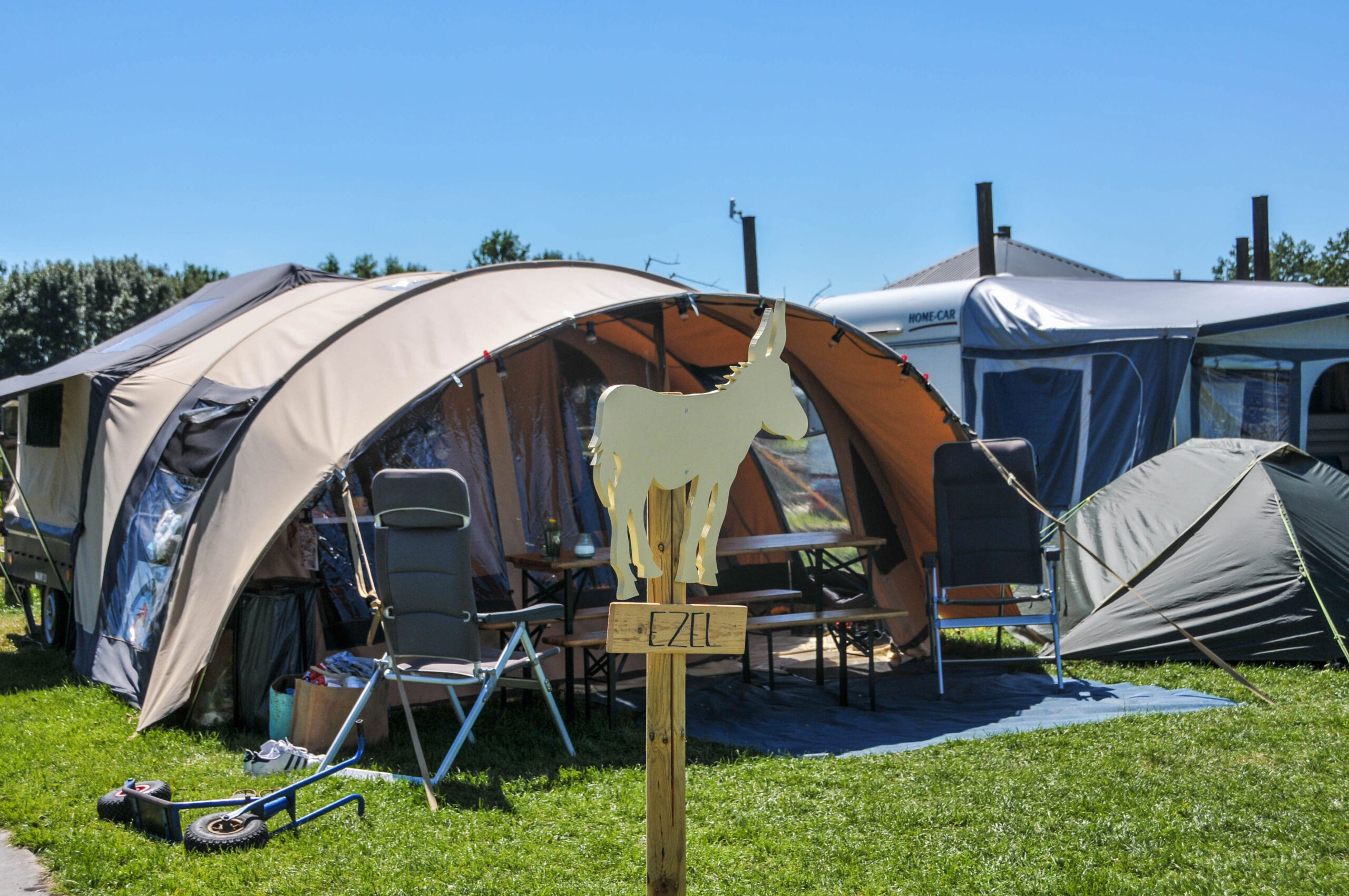 Veld Ezel bij Camping De Boerinn