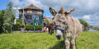 Boerderij dieren op Camping De Boerinn