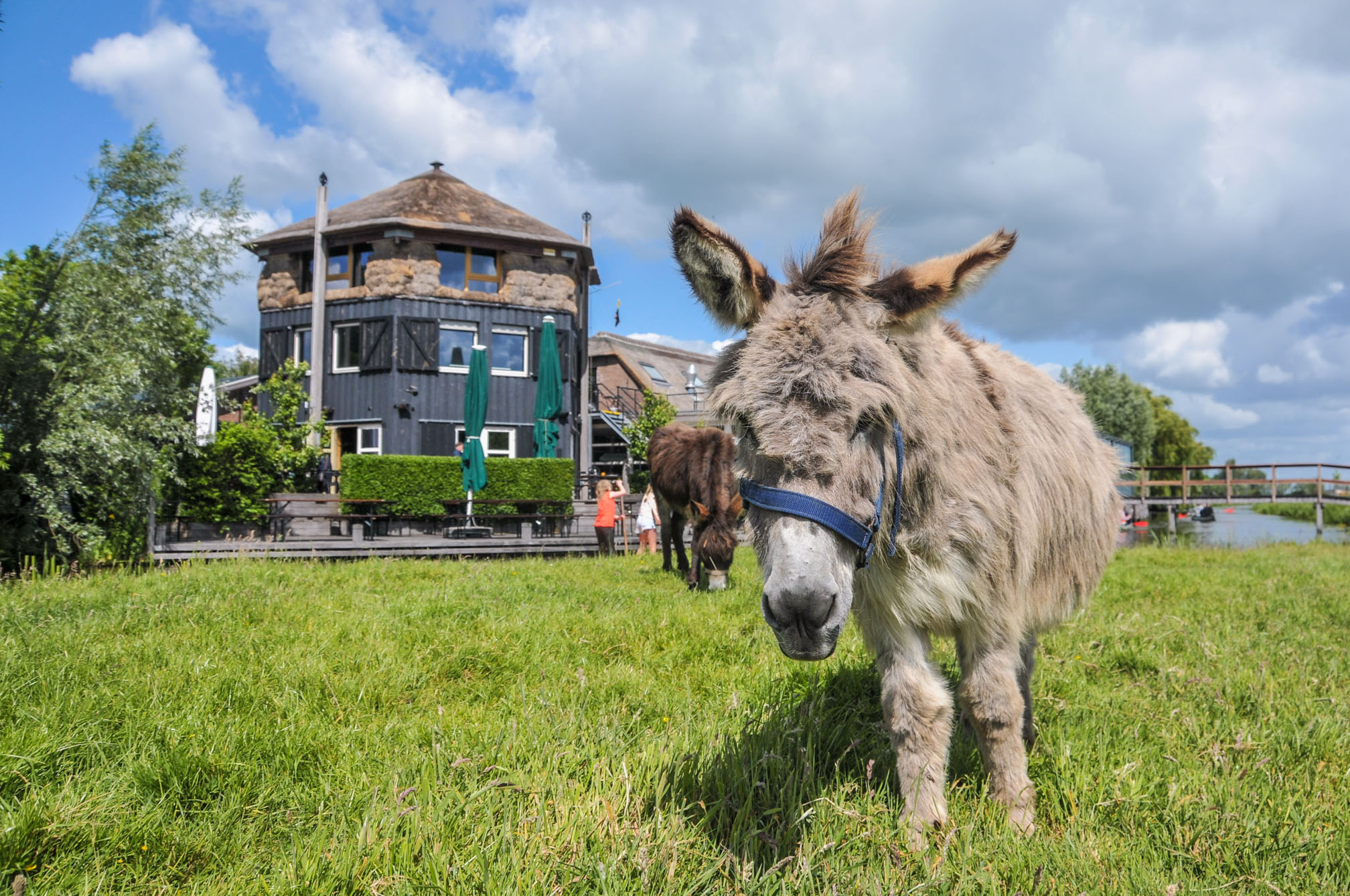 Boerderij dieren op Camping De Boerinn