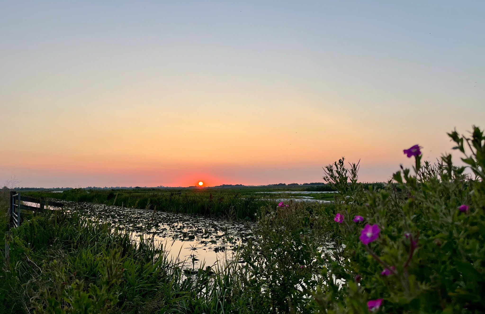 Boerderij De Boerinn uitzicht zomer homepage