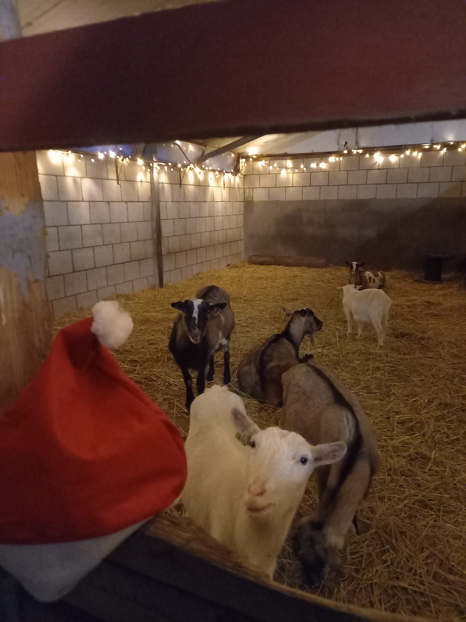 Winter Kerst Geiten - Boerderij De Boerinn