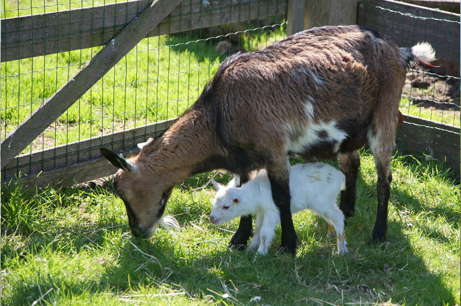Geitjes Lenteboerderij Boerderij De Boerinn