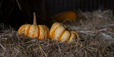Halloween herfstboerderij | Boerderij De Boerinn