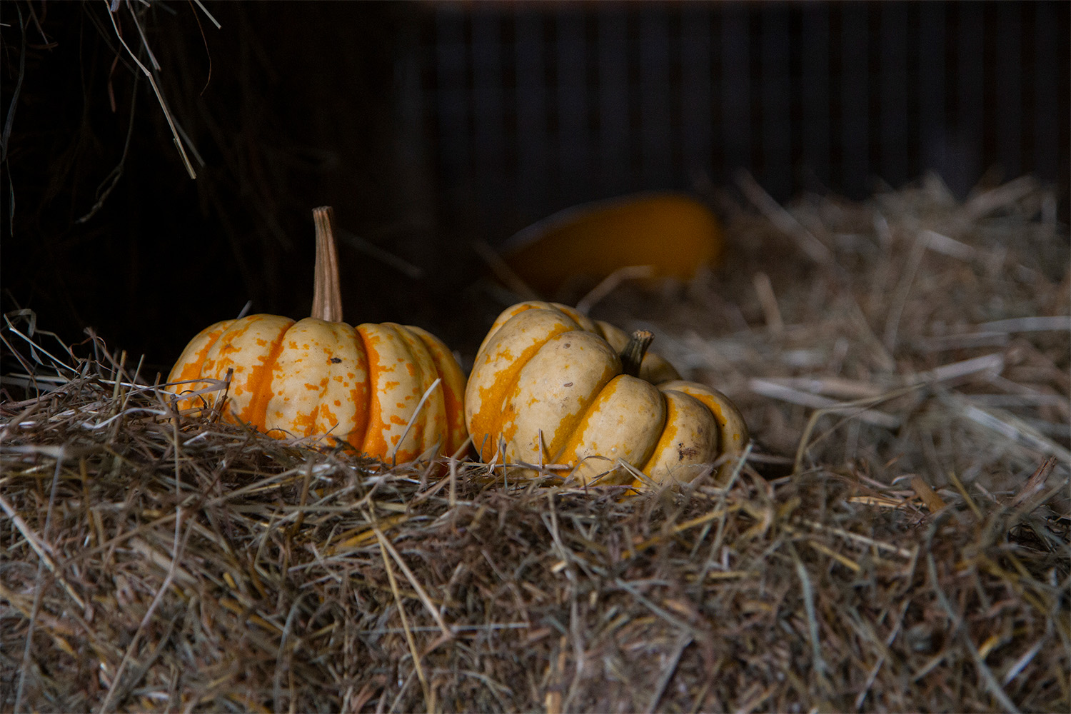 Halloween herfstboerderij | Boerderij De Boerinn