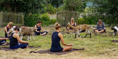 Geitenyoga als bedrijfsuitje | Boerderij De Boerinn
