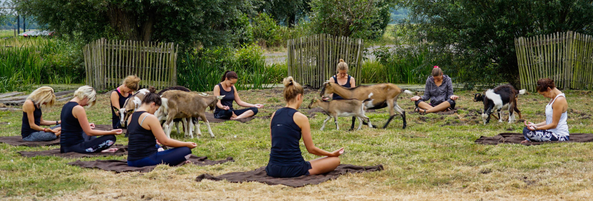 Geitenyoga als bedrijfsuitje | Boerderij De Boerinn