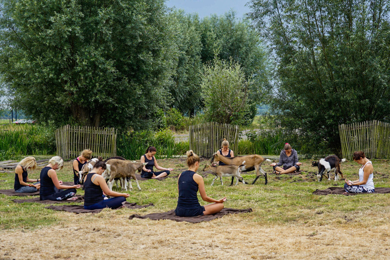 Geitenyoga uitje | Boerderij De Boerinn