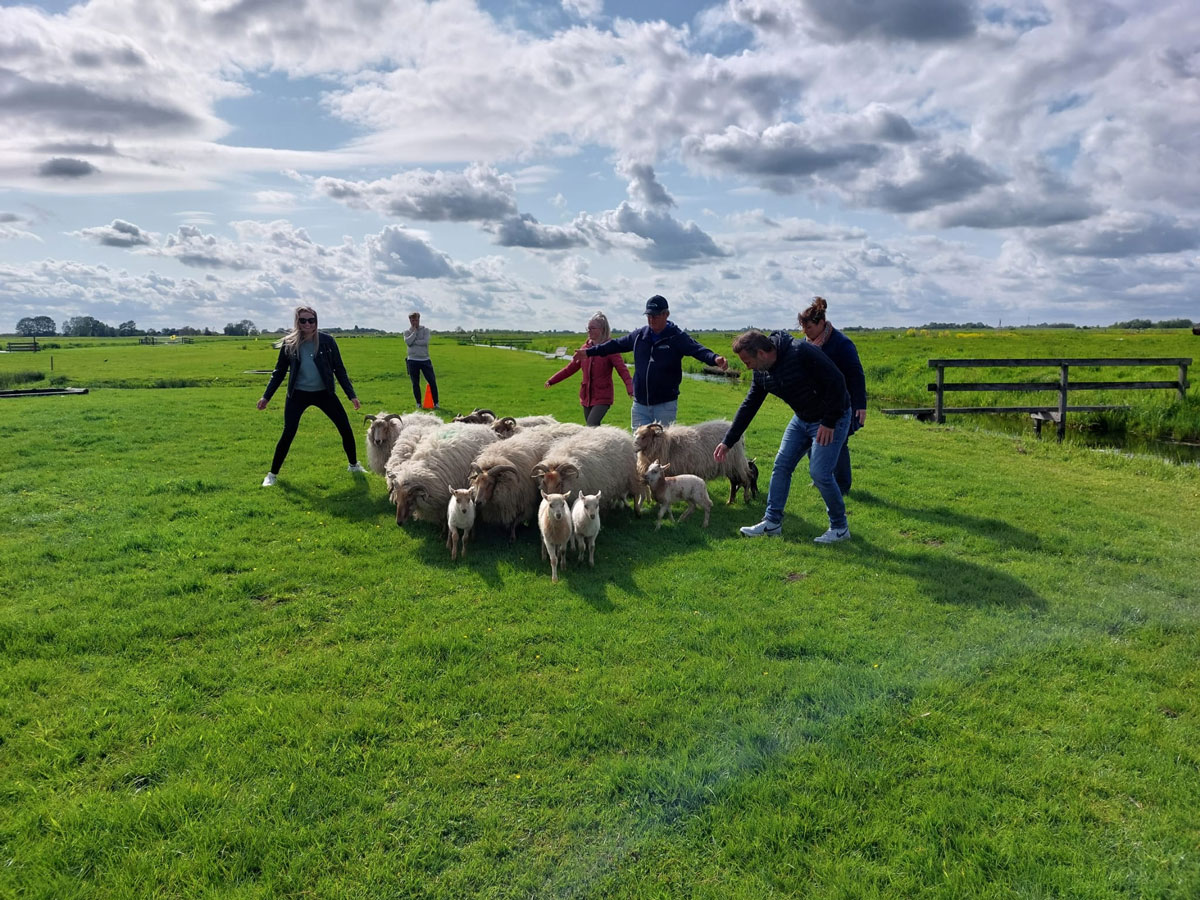 Schapendrijven als activiteit | Boerderij De Boerinn