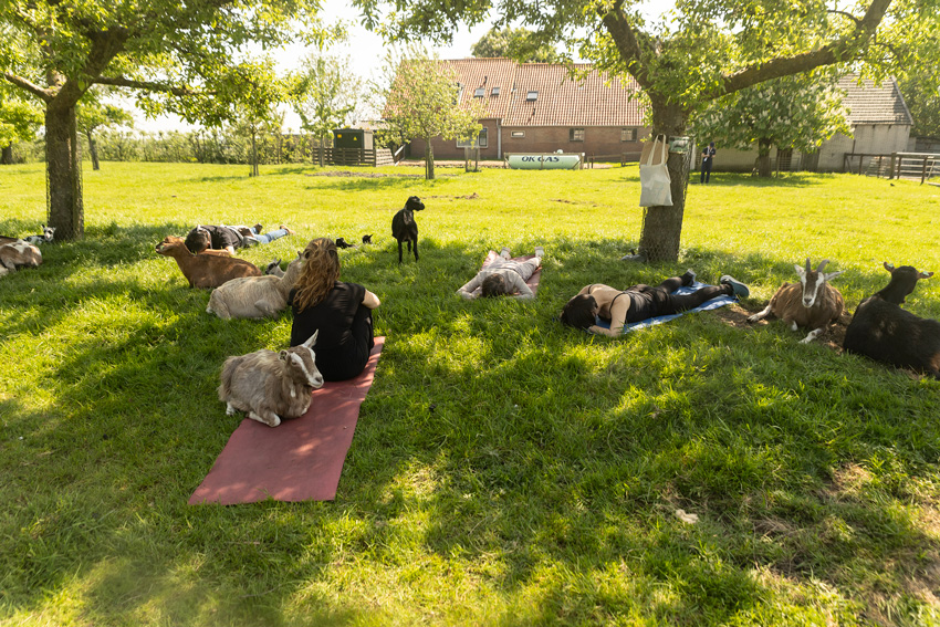 DMC bedrijfsevenement geitenyoga | Boerderij De Boerinn