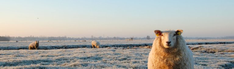 Schaapjes in de sneeuw 