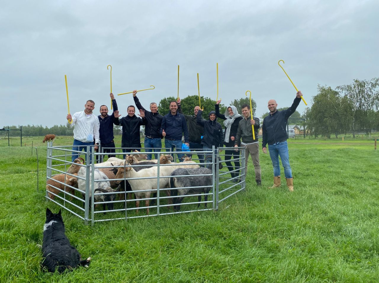Ontdek wie de beste schapendrijver is
